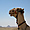 Dromadaire regardant les pyramides de Dahchour