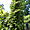 Hortensias grimpants jardin botanique Cornouaille 