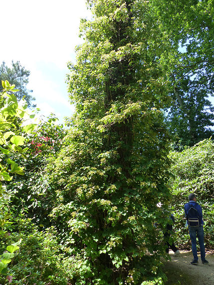 Hortensias grimpants jardin botanique Cornouaille 