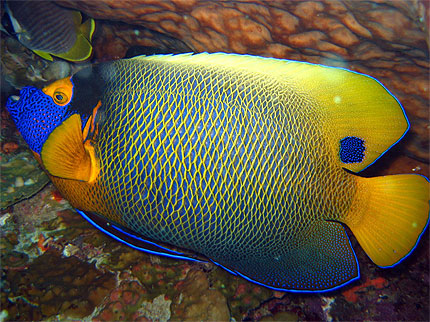 Poisson ange Poisson ange
