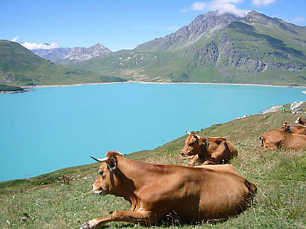 Vaches regardant le lac