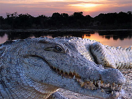 crocodile sacré à Bazoulé
