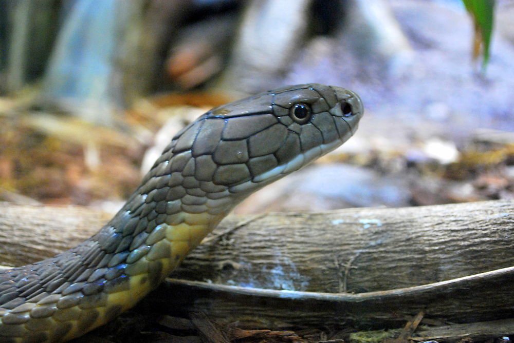 Beaucoup d'espèces au zoo de San Diego 