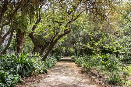 Alger - Jardin d'Essai - Un chemin de verdure