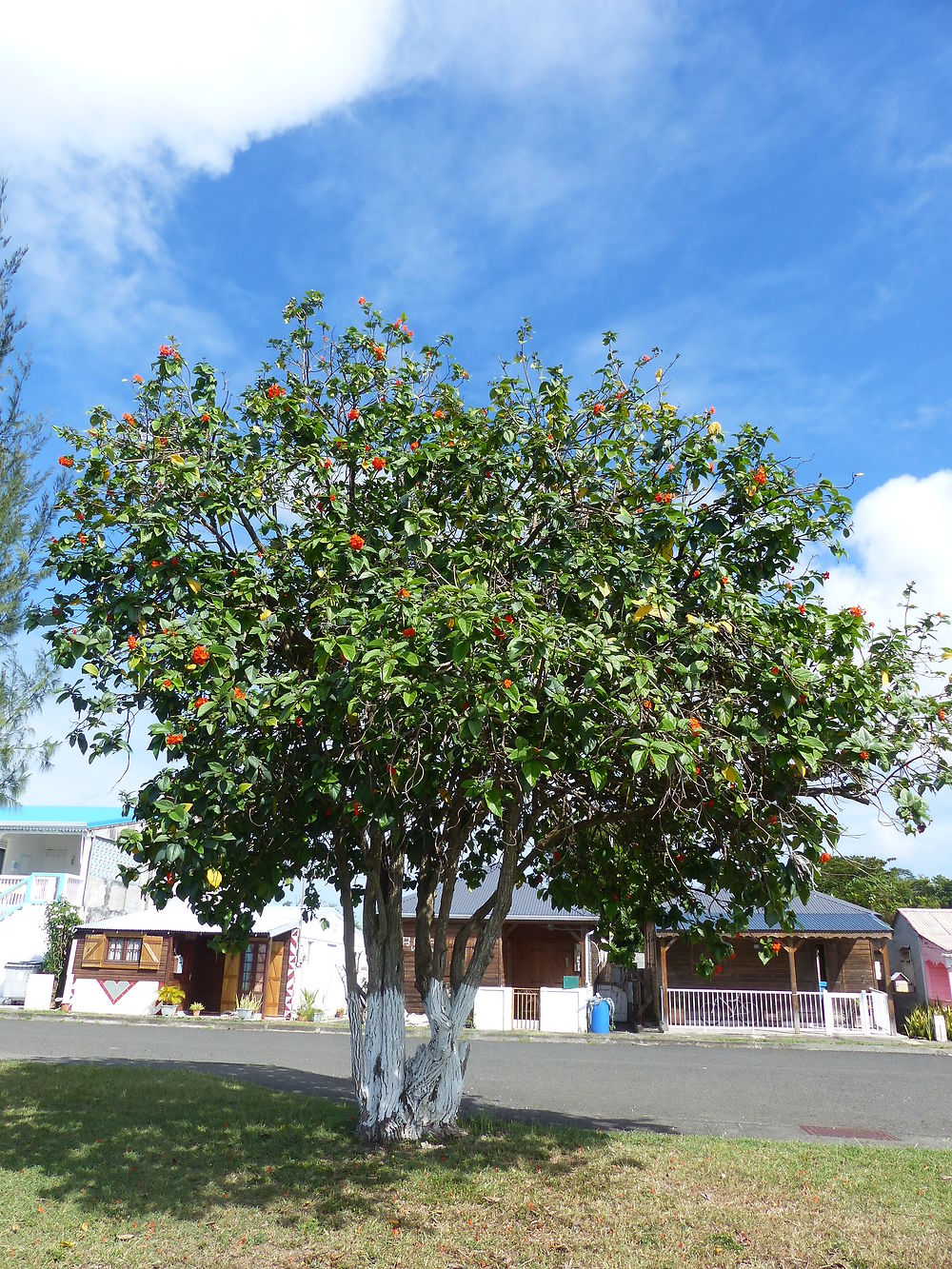 L'arbre à colibris à Anse-Bertrand, Guadeloupe