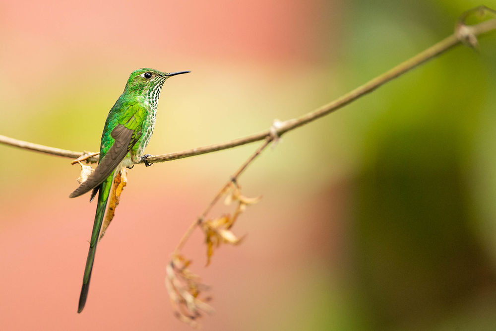 Observatoire des colibris à Bogotá