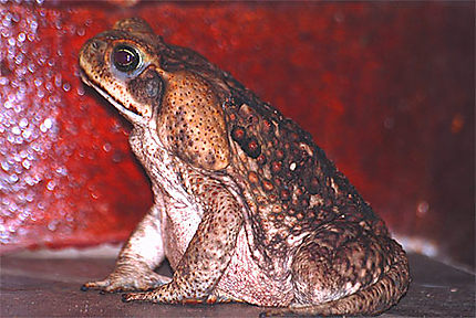 Le crapaud du soir