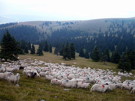Des moutons Des moutons
