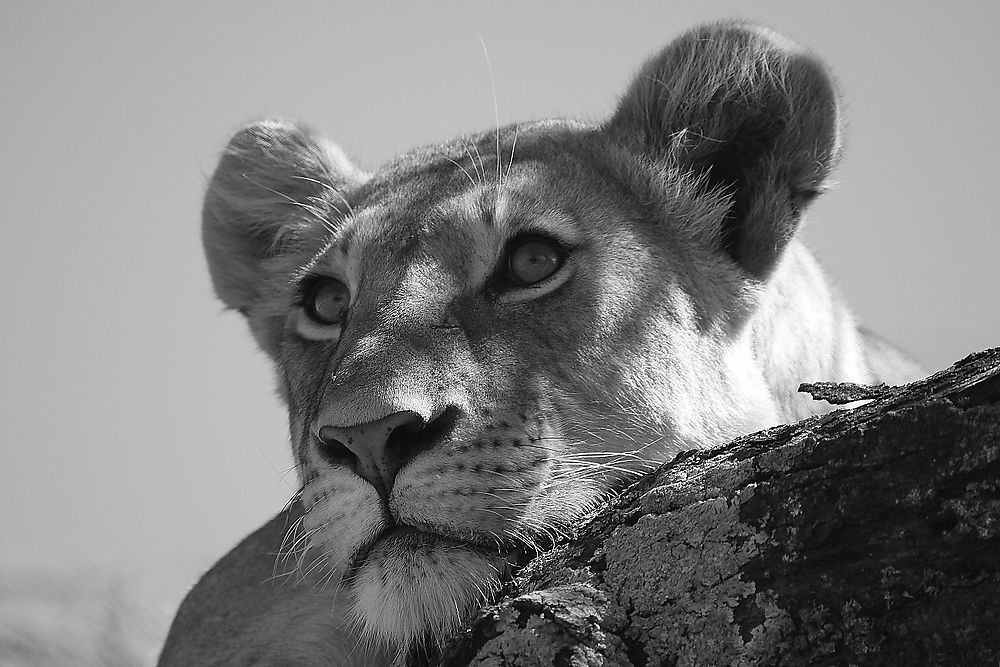 Lionne dans les arbres