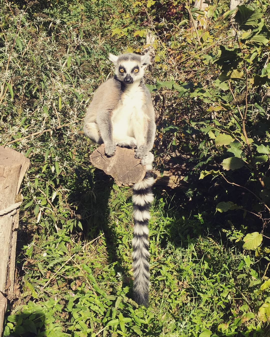 Lémurien dans le parc animalier de Sainte-Croix Lémurien dans le parc animalier de Sainte-Croix