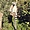 Lémurien dans le parc animalier de Sainte-Croix