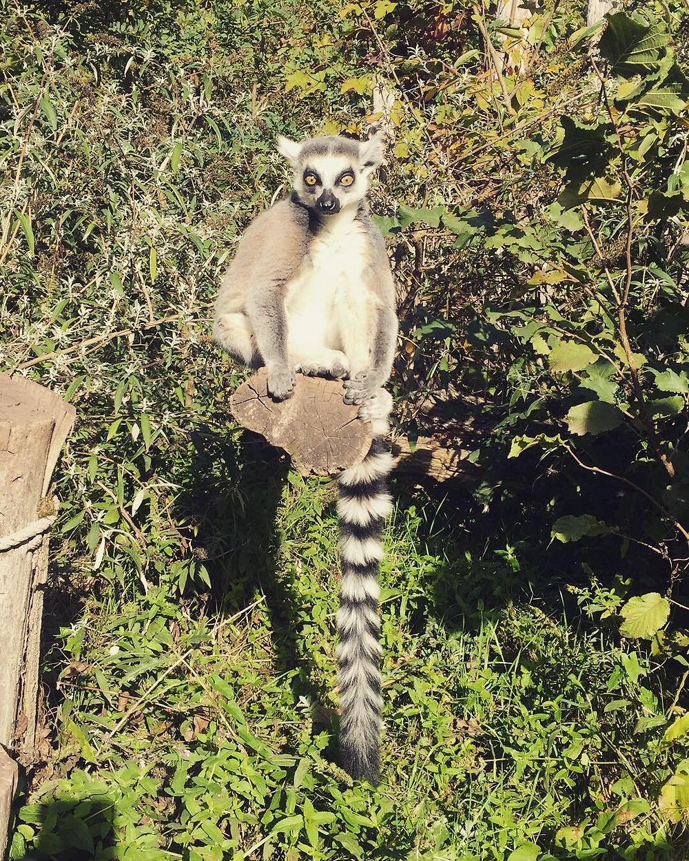 Lémurien dans le parc animalier de Sainte-Croix