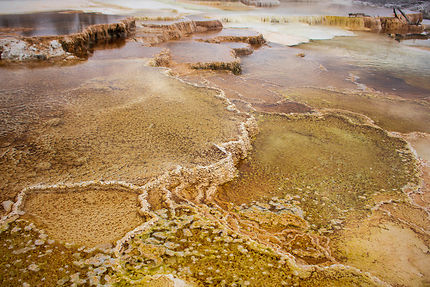 Yellowstone traces sur Mammoth Hot Spring