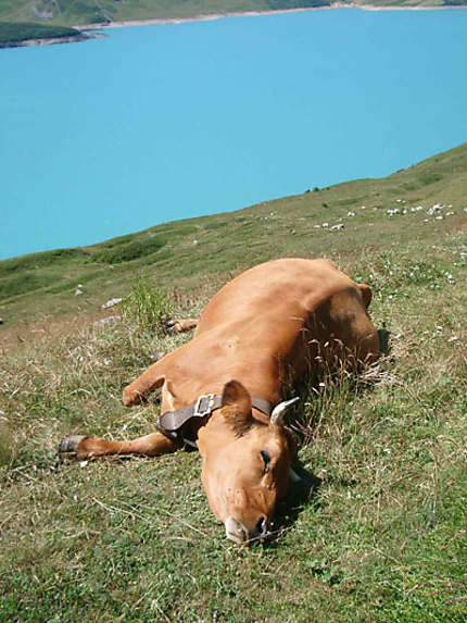 Vache se vautrant dans l'herbe