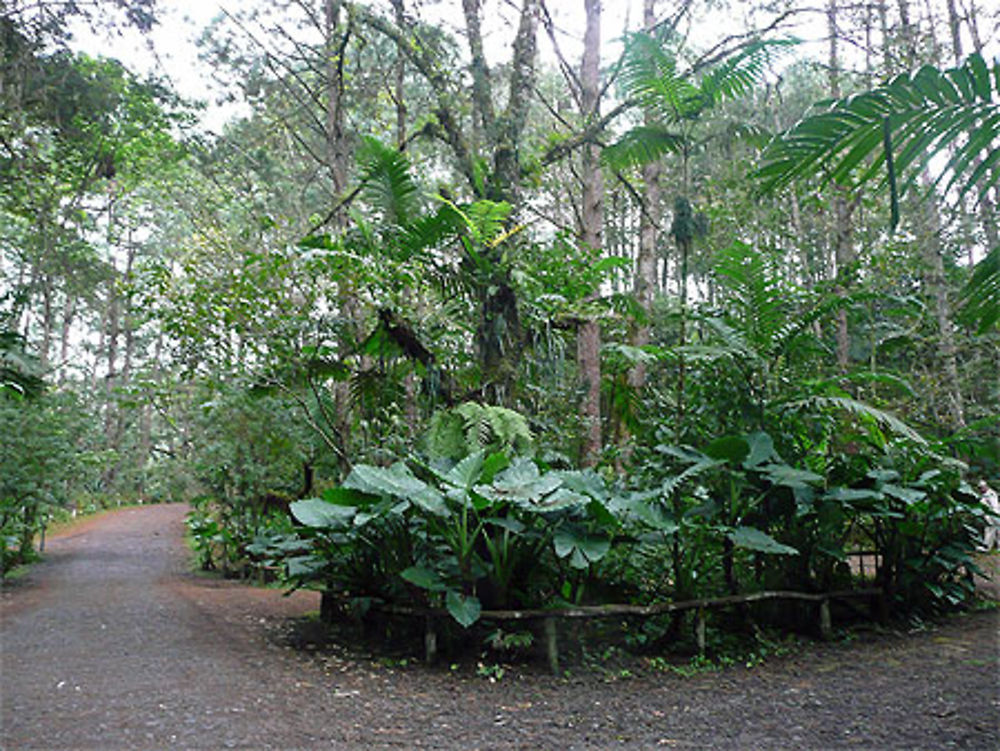 Promenade dans le parc