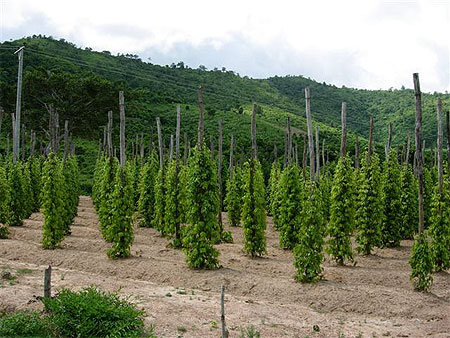 Plantation de poivre à kep Plantation de poivre à kep