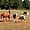 Photo camping Camping Ferme Equestre Les Coccinelles