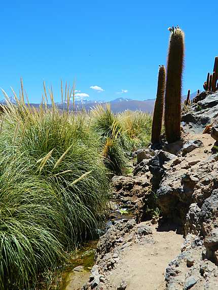 Cactus, Atacama