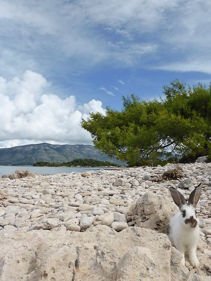 Lumbarda - Petit lapin sur un petit îlot