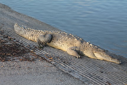 Crocodile américain