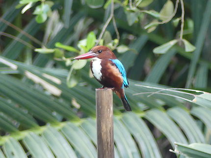 Martin-chasseur de smyrne à Rawai Beach, Thaïlande