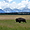 Bison à Grand Teton N.P