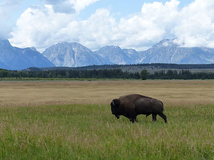 Bison à Grand Teton N.P