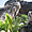 Palmiers, rochers...les Seychelles