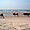 Vache à la plage