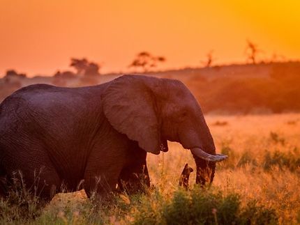 Vol A/R pour l'Afrique du Sud dès 489€