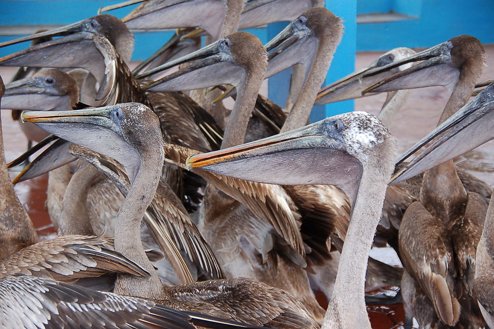 Pélicans au port de pêche