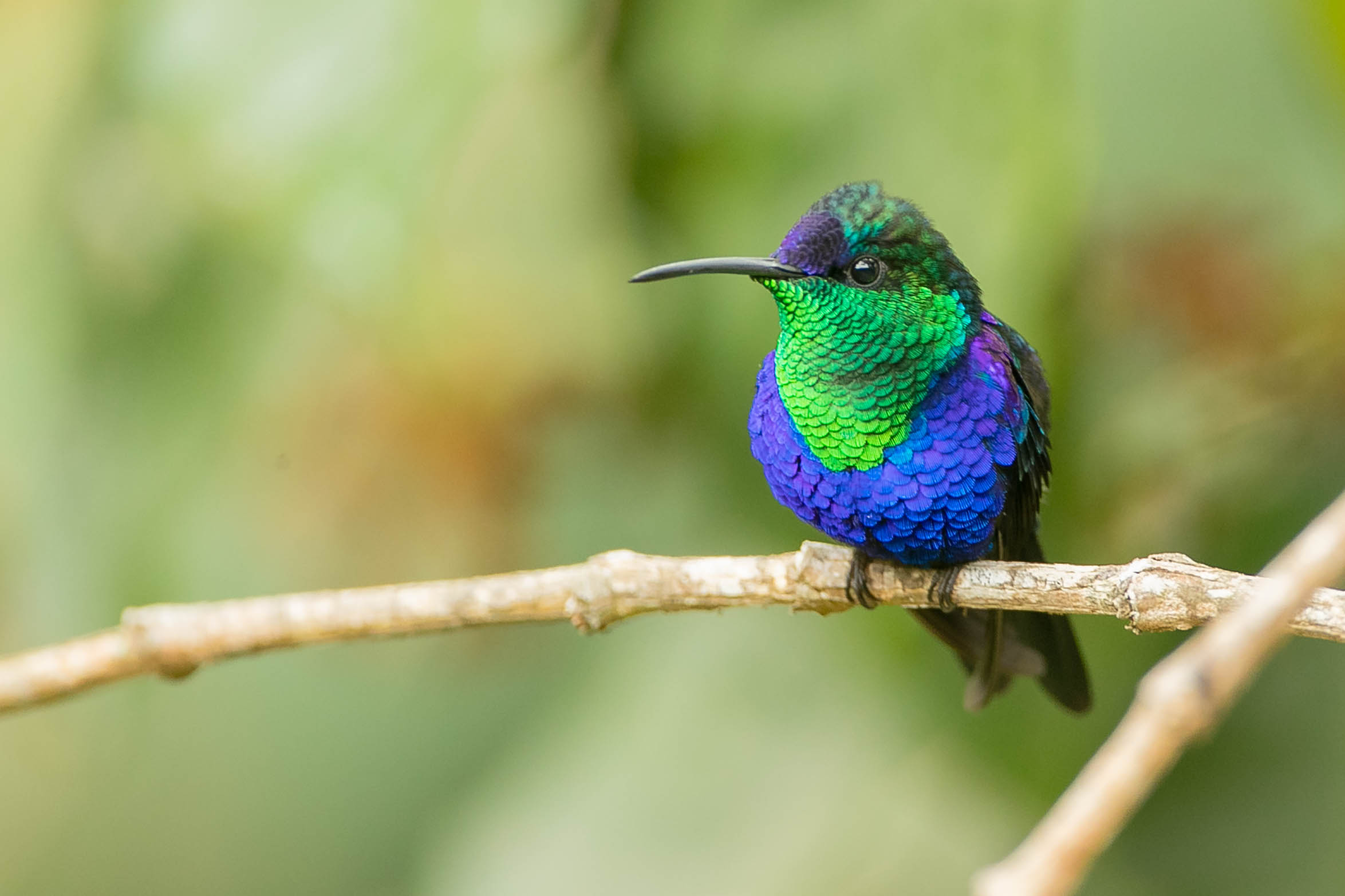 Un colibri que l'on croyait disparu a été redécouvert en Colombie