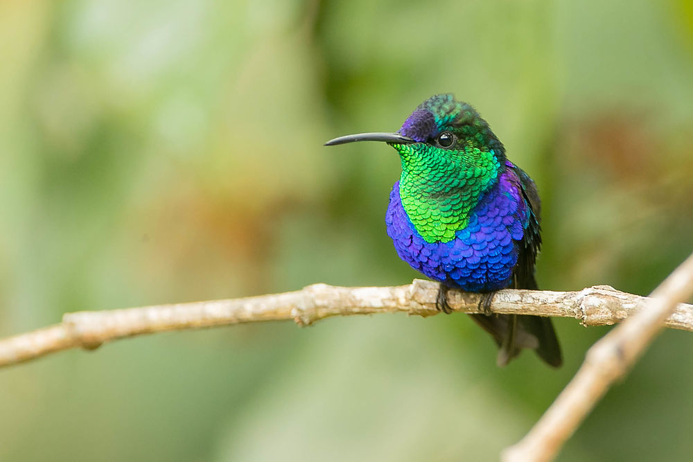 Colibri dans les montagnes vers Santa Marta 