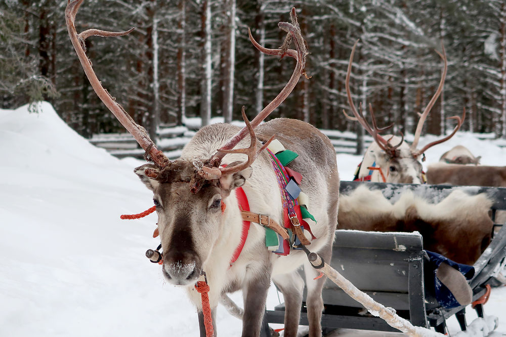 Les rennes du Pére Noel