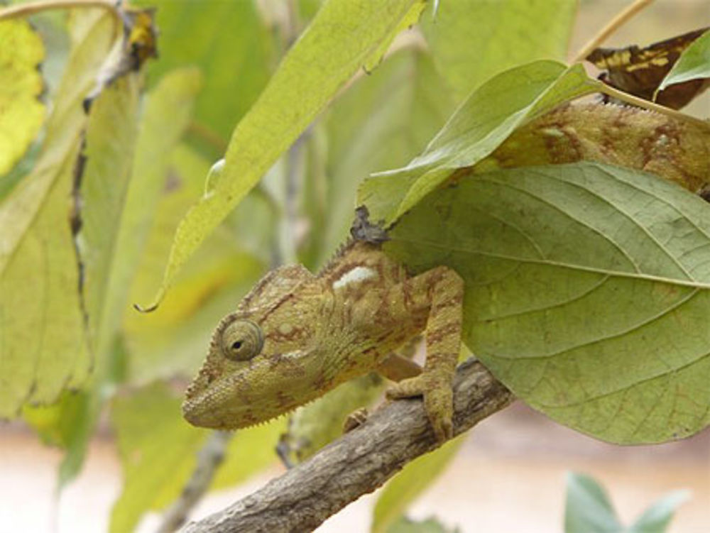 Caméléon à Lemur's Park