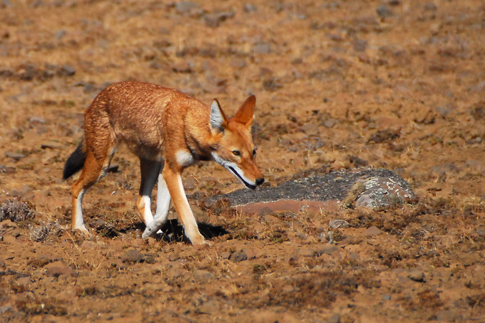 Loup d'Abyssinie