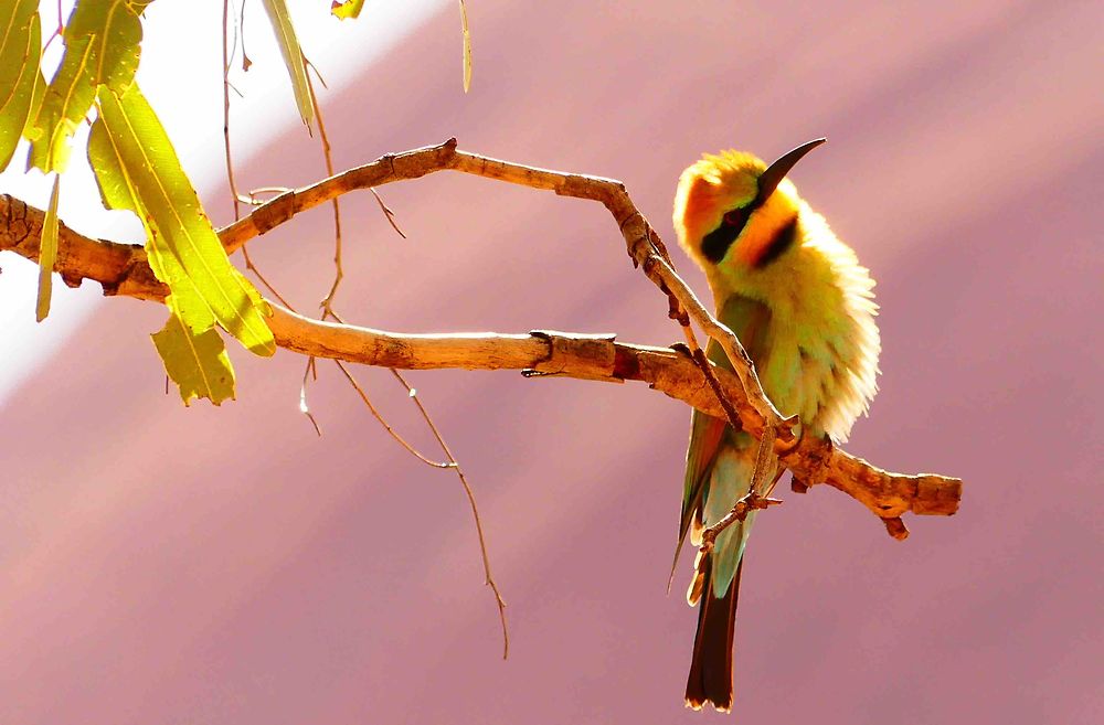 Colibri à Uluru