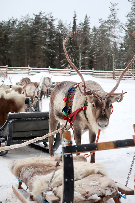 Les rennes du Pére Noel et leur traineau
