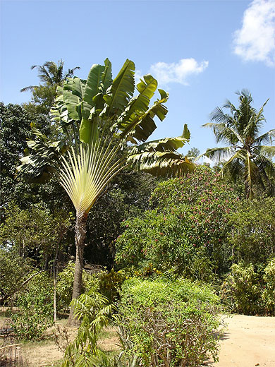 Arbre du voyageur et palmier Arbre du voyageur et palmier