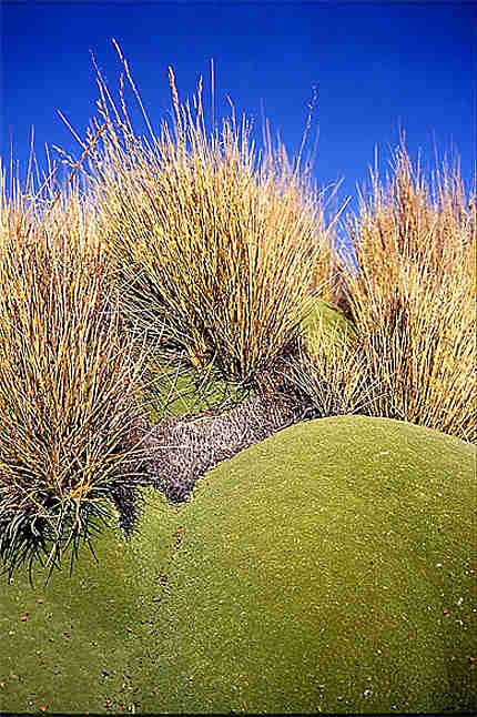 Végétation de l'altiplano