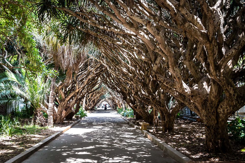 Alger - Jardin d'Essai - Allée des dragonniers