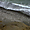 Les canards eider sur une plage au sud de l'Island