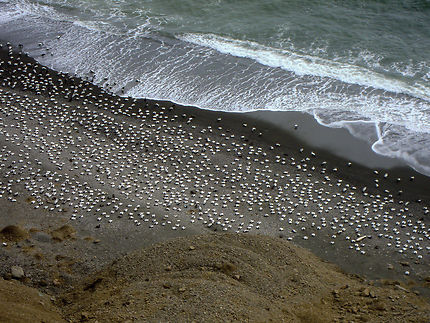 Les canards eider sur une plage au sud de l'Island