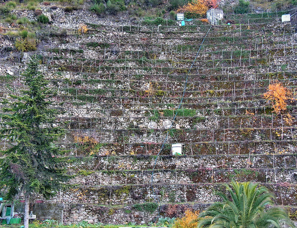 Restanques à Castelvittorio