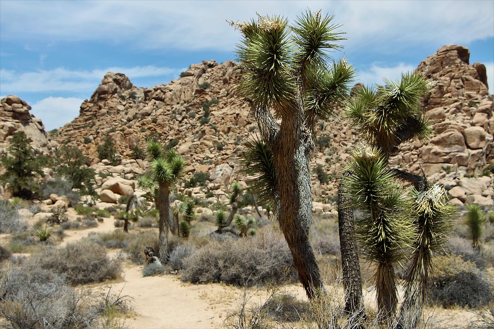 Parc national de Joshua Tree (Californie)