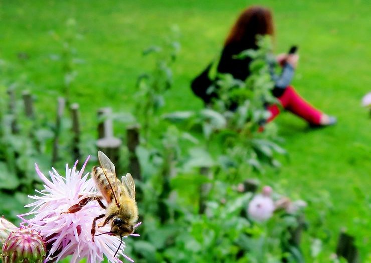 L'abeille du jardin Brassaï, Paris