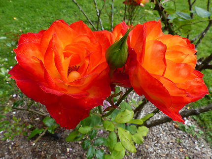 Roses du château de Keriolet