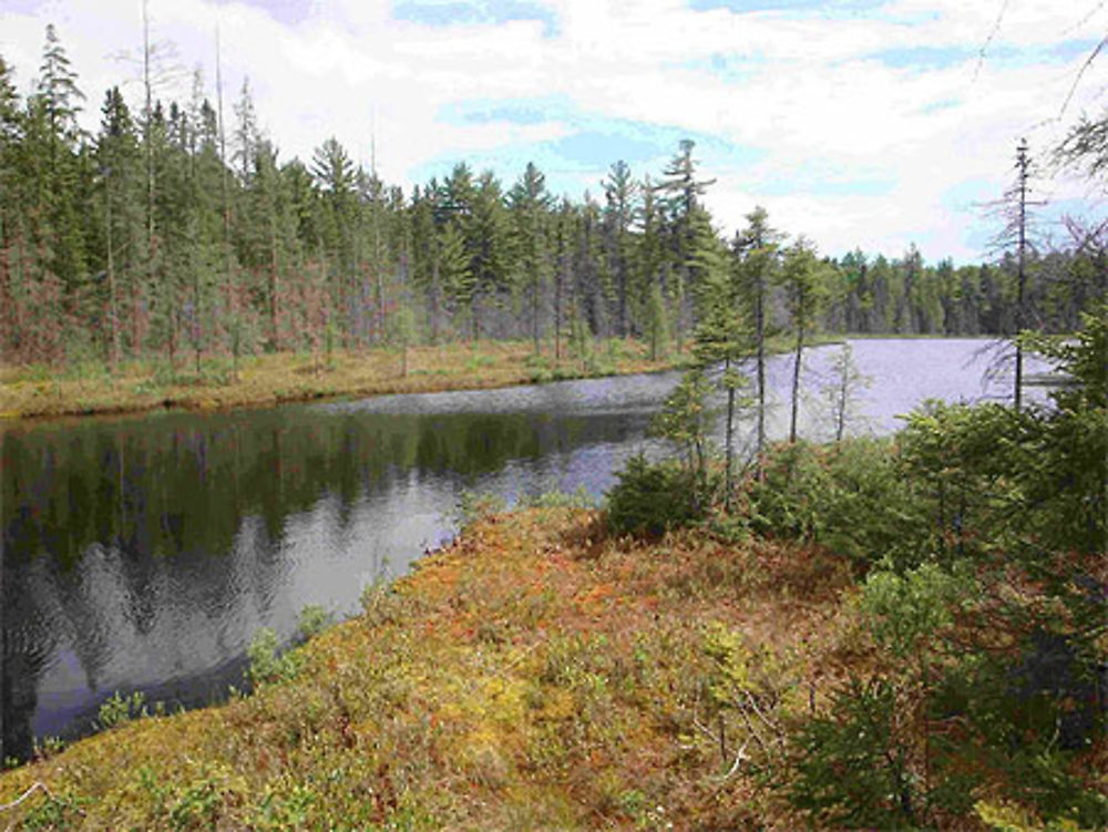 Algonquin Park - &quot;Mizzy Lake&quot; trail