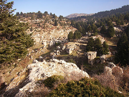 Qammoha Qammoha