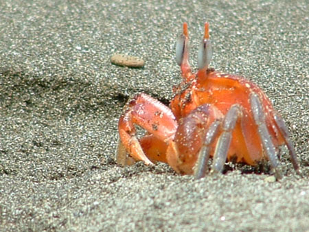 Crabe Crabe